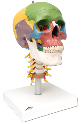 4 Part Coloured Skull on Cervical Spine