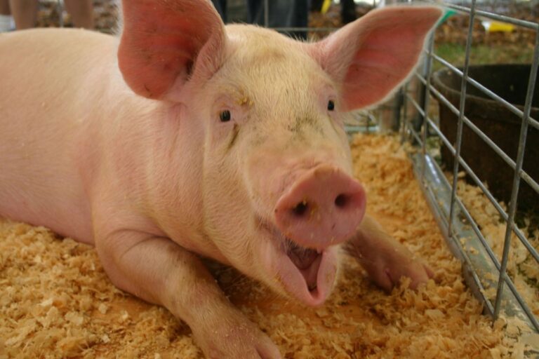 The Talking Pig!  by Caro O’Neill