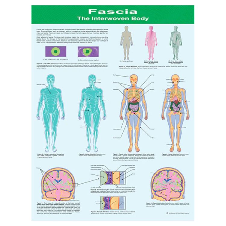 Fascia Poster